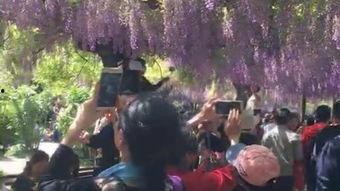 电视剧紫藤花园全集在线观看,情感纠葛下的青春岁月