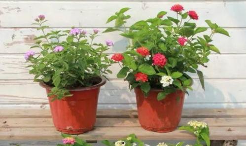 小昆仑最新爆料视频