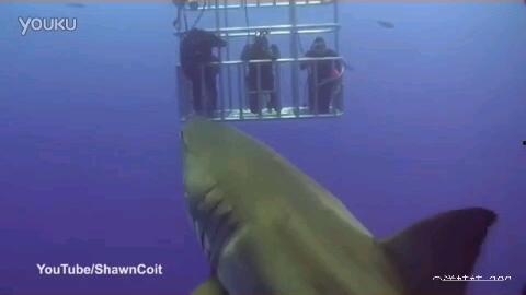 鲨鱼视频爆料,揭秘娱乐圈幕后真相