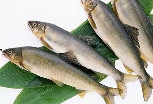 新闻爆料海鱼事件,揭秘神秘海鱼事件真相